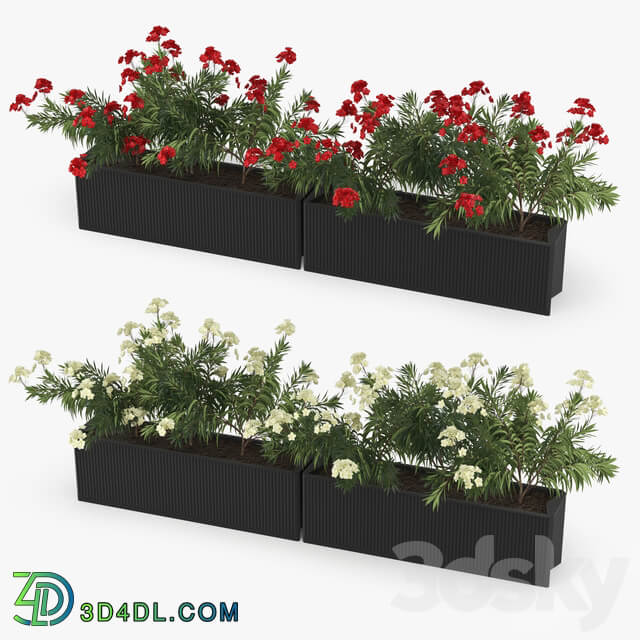 Flowerbed Nerium 3D Models