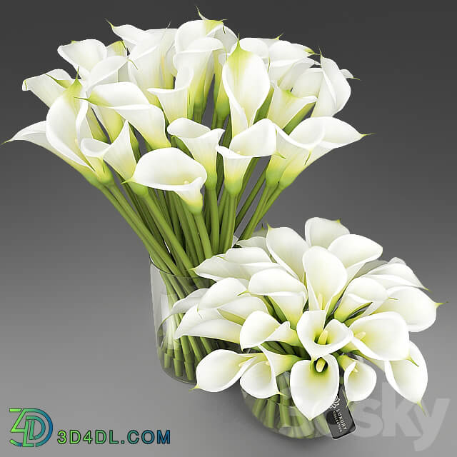 Callas 3 3D Models