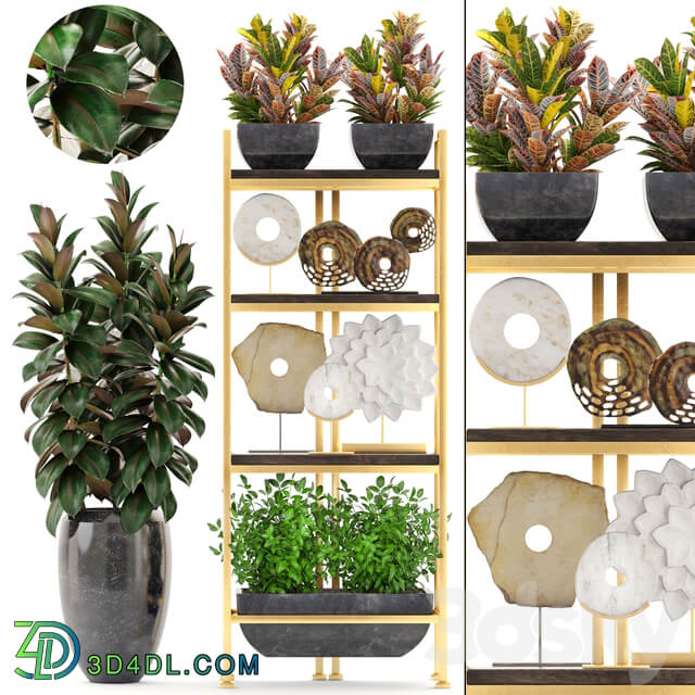 Decorative set. 5. Shelf decor discs figurine Ficus flowerpot croton shelf with flowers luxury 3D Models