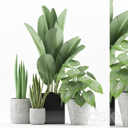 Plant 58 3D Models 