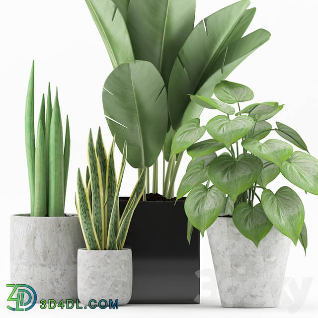 Plant 58 3D Models