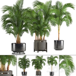Collection of plants Howea forsteriana 217. Indoor palm hovea basket black flowerpot bushes pot 3D Models 