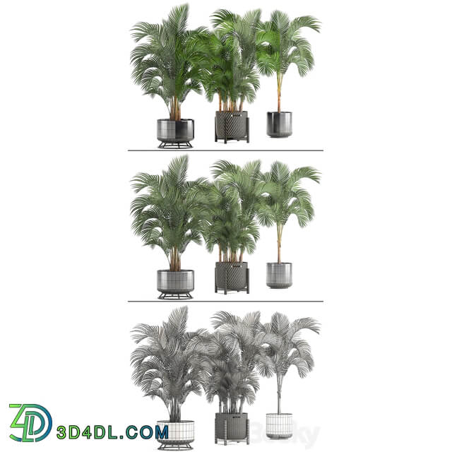 Collection of plants Howea forsteriana 217. Indoor palm hovea basket black flowerpot bushes pot 3D Models