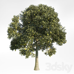 Pear Tree 10 3D Models 