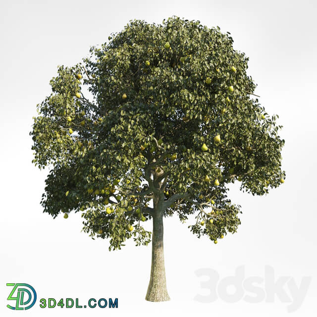Pear Tree 10 3D Models