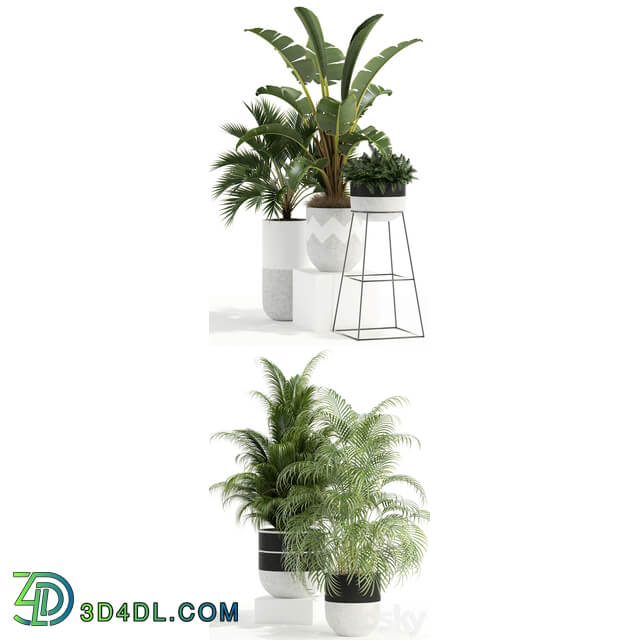 Plants collection 110 3D Models