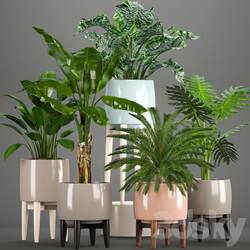 Collection of plants. Alocasia Banana cycas cycad Philodendron pot indoor plants 3D Models 