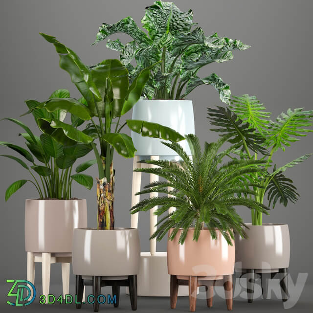 Collection of plants. Alocasia Banana cycas cycad Philodendron pot indoor plants 3D Models