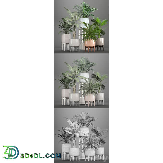 Collection of plants. Alocasia Banana cycas cycad Philodendron pot indoor plants 3D Models