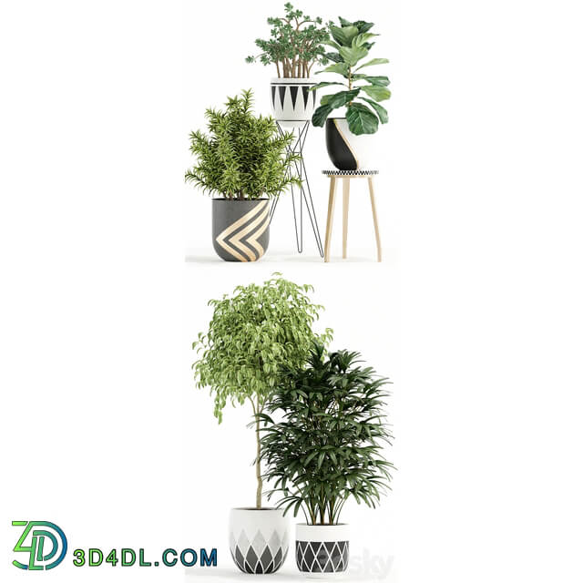 Plants collection 112 3D Models