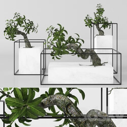 Plants tree 33 bonsai 3D Models 
