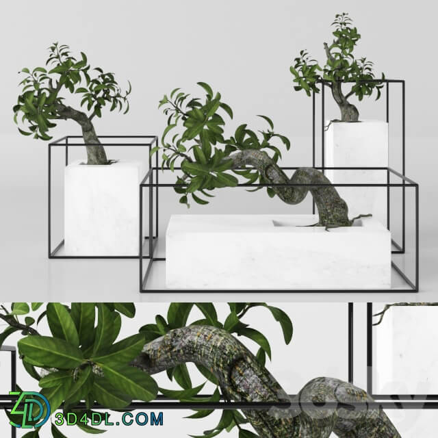 Plants tree 33 bonsai 3D Models