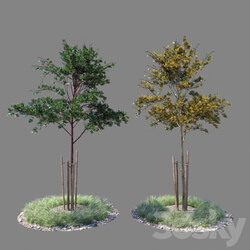 Young tree 01 3D Models 