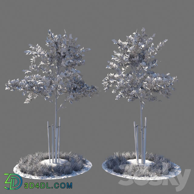 Young tree 01 3D Models