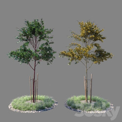 Young tree 02 3D Models 