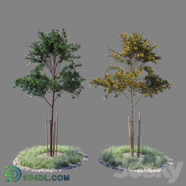 Young tree 02 3D Models
