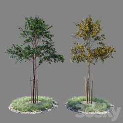 Young tree 03 3D Models 
