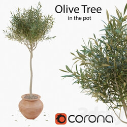 Olive tree in a pot 3D Models 