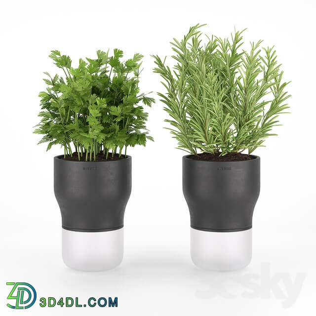 Parsley and rosemary for kitchen in pots EvaSolo