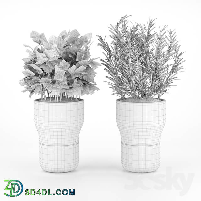 Parsley and rosemary for kitchen in pots EvaSolo