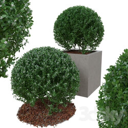 Boxwood bush in the form of a ball 