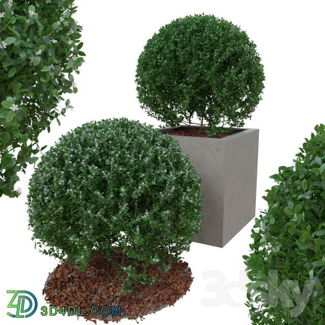 Boxwood bush in the form of a ball