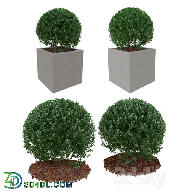 Boxwood bush in the form of a ball