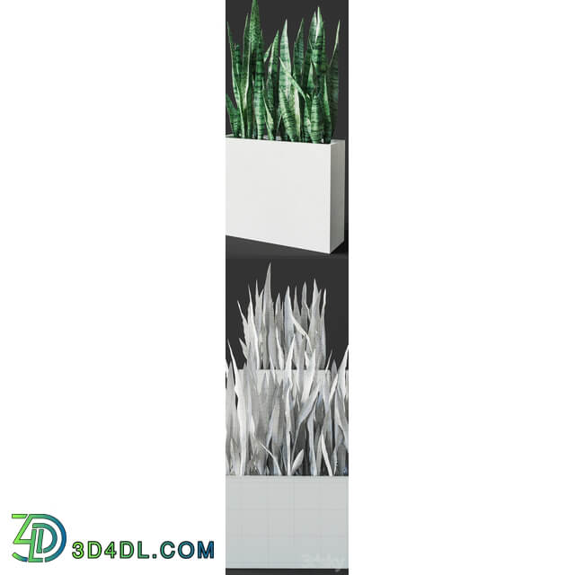 Sansevieria 3