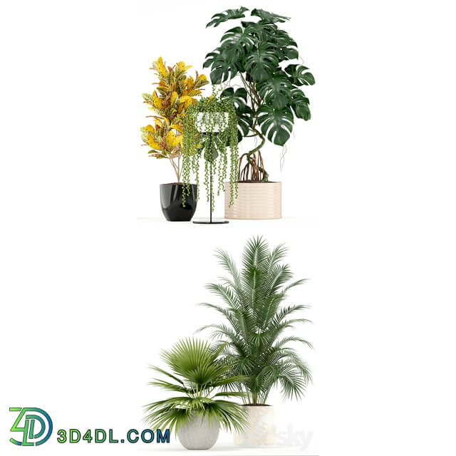 Plants collection 124