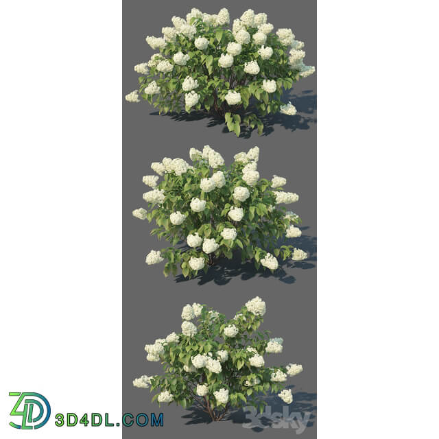 Hydrangea Paniculata 3 Limelight XL. 3 variations