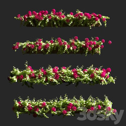 Plant Geranium Facade v2 3D Models 