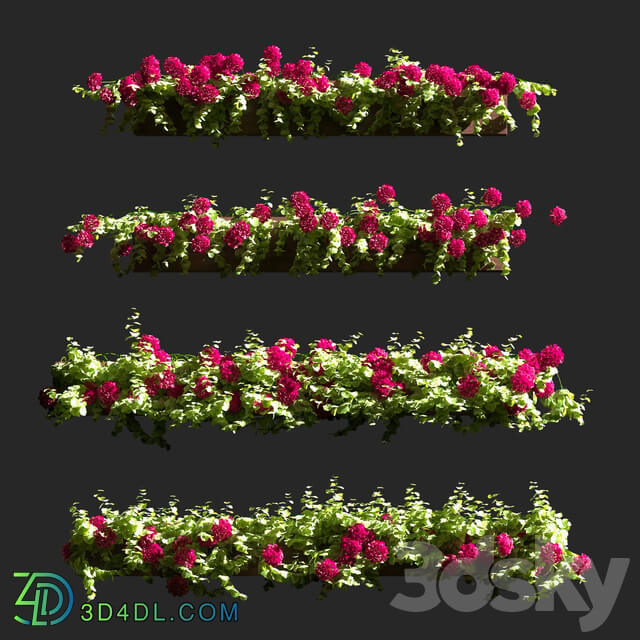 Plant Geranium Facade v2 3D Models