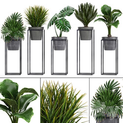 Plant collection 241. Shelf with flowers monstera cycas cycad palm rapis alocasia indoor plants pot Raphis Palm 3D Models 