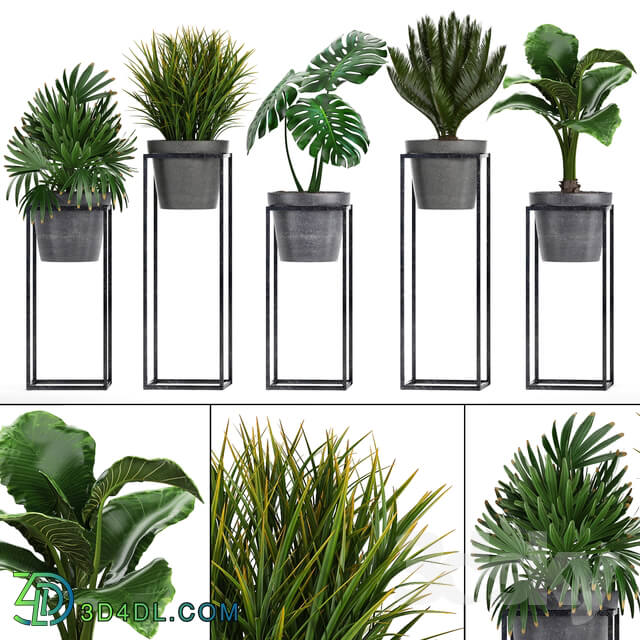 Plant collection 241. Shelf with flowers monstera cycas cycad palm rapis alocasia indoor plants pot Raphis Palm 3D Models