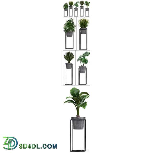 Plant collection 241. Shelf with flowers monstera cycas cycad palm rapis alocasia indoor plants pot Raphis Palm 3D Models