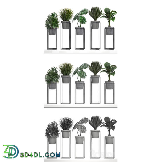 Plant collection 241. Shelf with flowers monstera cycas cycad palm rapis alocasia indoor plants pot Raphis Palm 3D Models