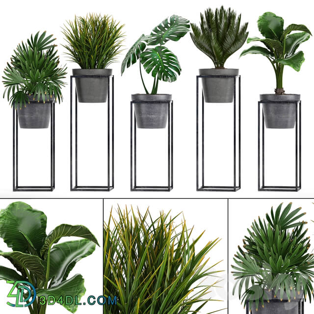 Plant collection 241. Shelf with flowers monstera cycas cycad palm rapis alocasia indoor plants pot Raphis Palm 3D Models