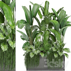 Plant collection 243. Thickets bushes tropical banana strelitzia alocasia rapis Rhipsalis flowerpot strelitzia jungle bushes 3D Models 