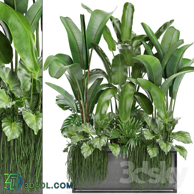 Plant collection 243. Thickets bushes tropical banana strelitzia alocasia rapis Rhipsalis flowerpot strelitzia jungle bushes 3D Models