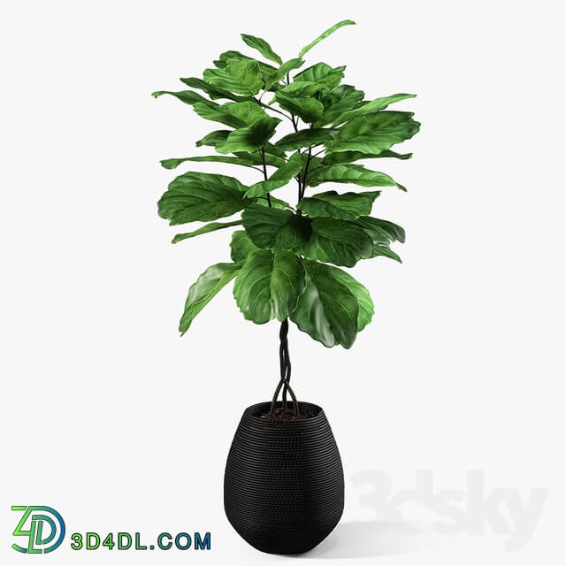 ficus lyrata