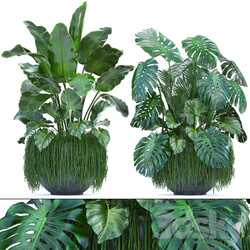 Plant collection 253. Thickets monstera banana strelitzia succulents flowerpot indoor plants 3D Models 