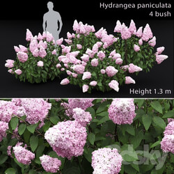 Hydrangea paniculata 3D Models 