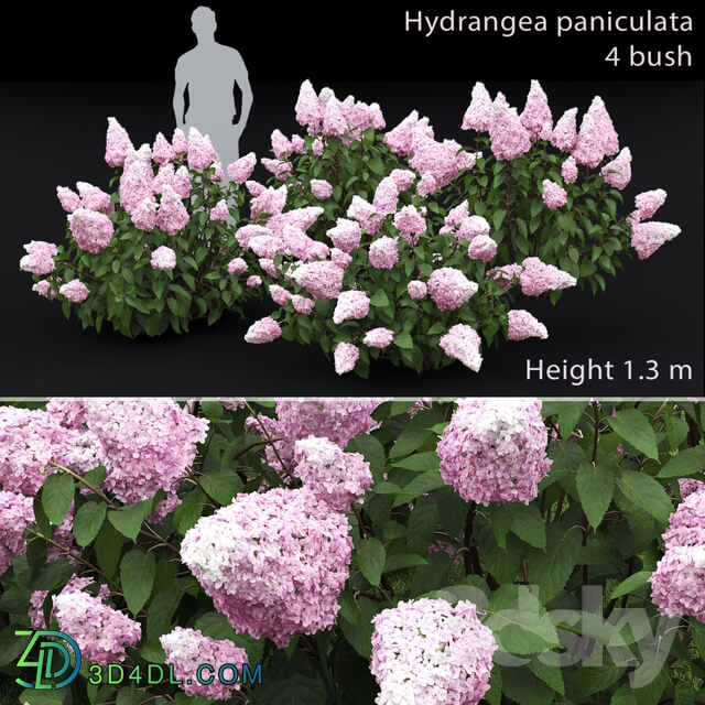 Hydrangea paniculata 3D Models