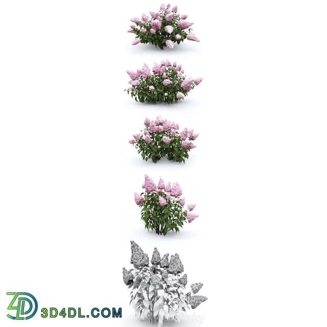 Hydrangea paniculata 3D Models