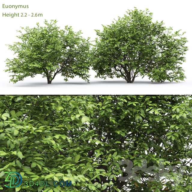 Euonymus 3D Models