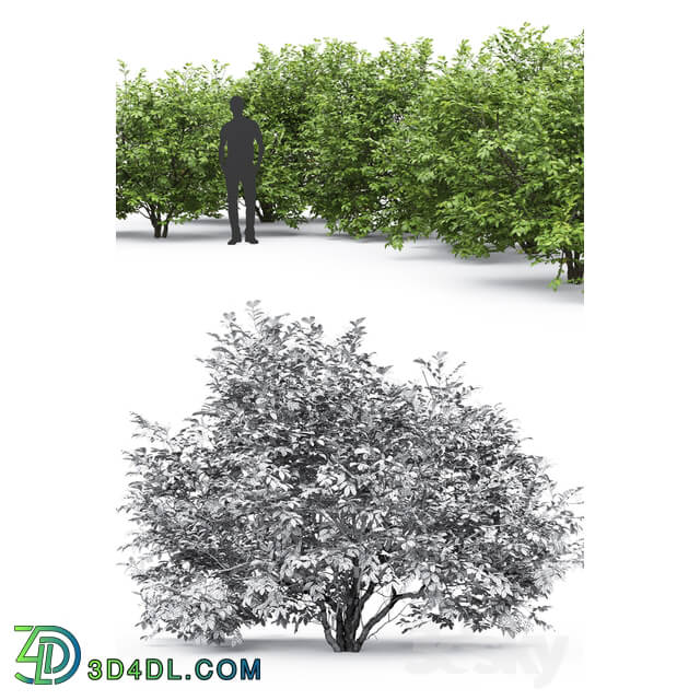 Euonymus 3D Models