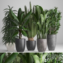 Plant collection 255. strelitzia banana ficus black flowerpot pot exotic plants 3D Models 