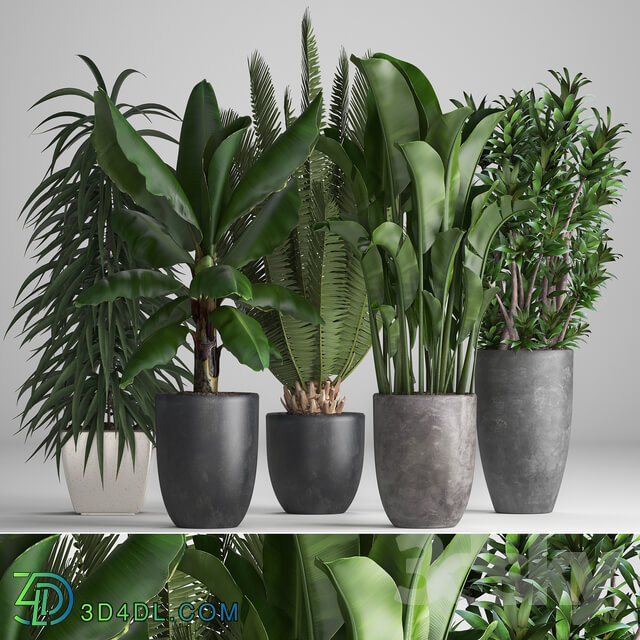 Plant collection 255. strelitzia banana ficus black flowerpot pot exotic plants 3D Models