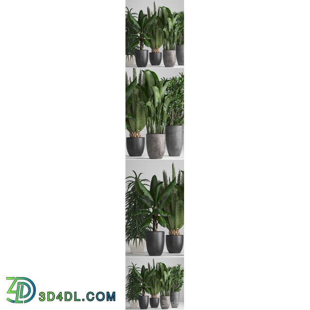 Plant collection 255. strelitzia banana ficus black flowerpot pot exotic plants 3D Models