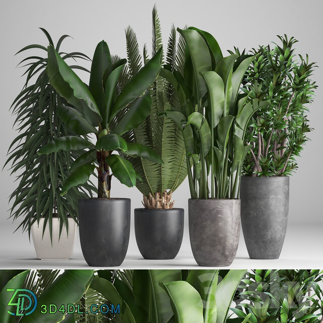 Plant collection 255. strelitzia banana ficus black flowerpot pot exotic plants 3D Models